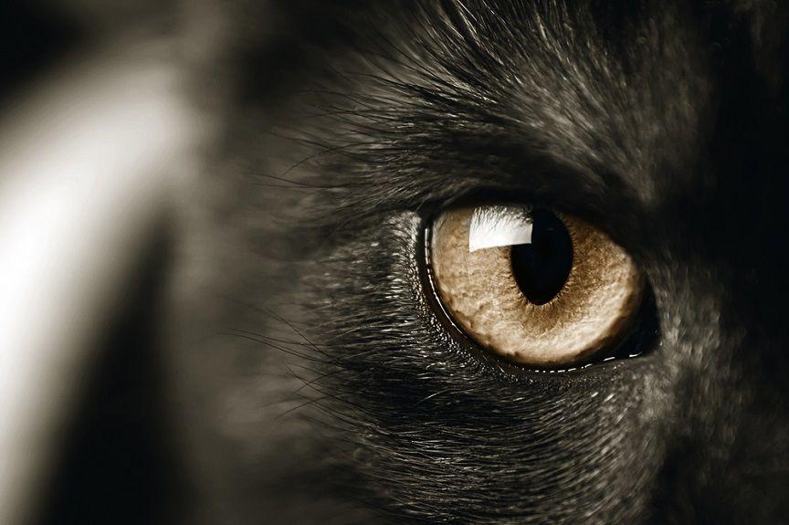 Zdrowe oczy kota to coś, o co każdy opiekun powinien się odpowiednio zatroszczyć. Ich ochrona i pielęgnacja nie zawsze jest oczywista.