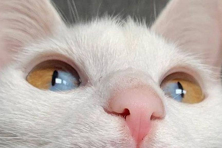 kot z dwukolorowymi oczami