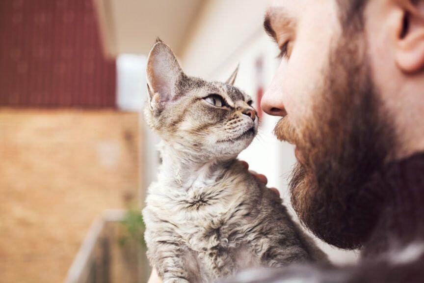 porady dla kociarzy, dlaczego kot dotyka nosem twojego nosa