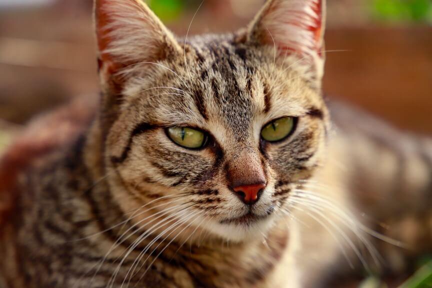 panleukopenia u kotów koci tyfus