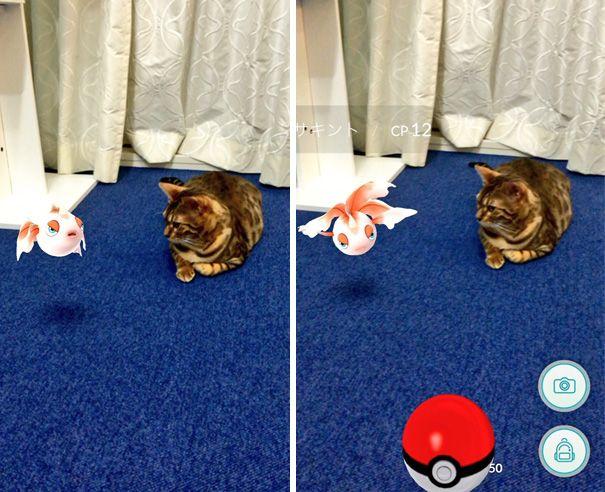 pets-can-see-pokemon-go-japan-2-57961c30d210c__605.jpg
