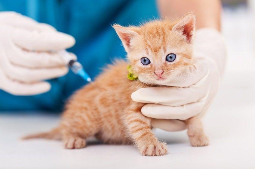 pierwsze szczepienie kota
