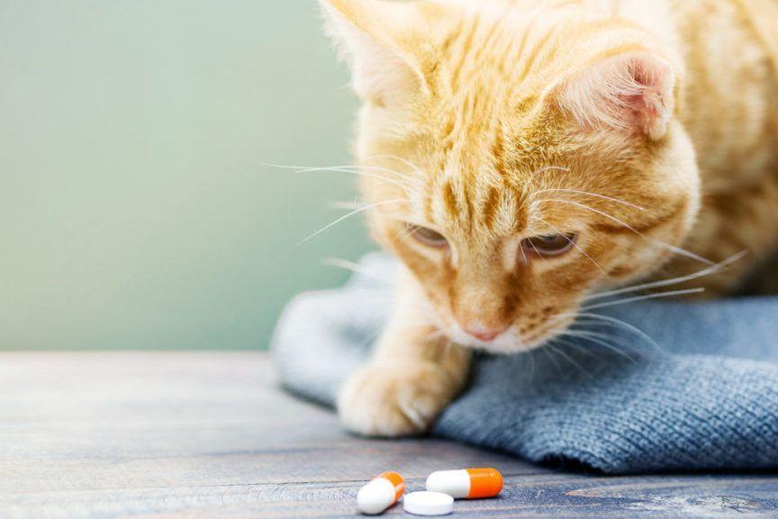leki trujące dla kota