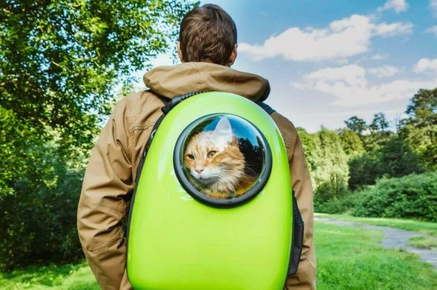 plecak dla kota