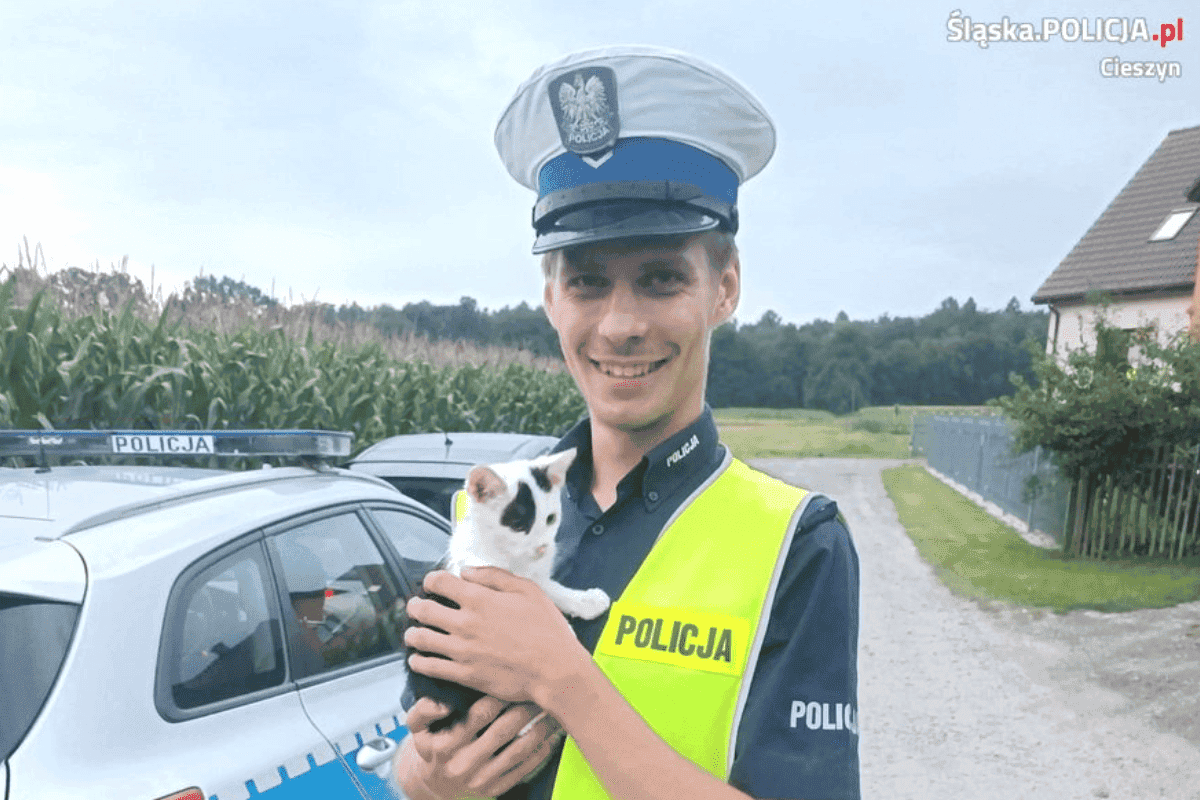 policjant uratował kotka
