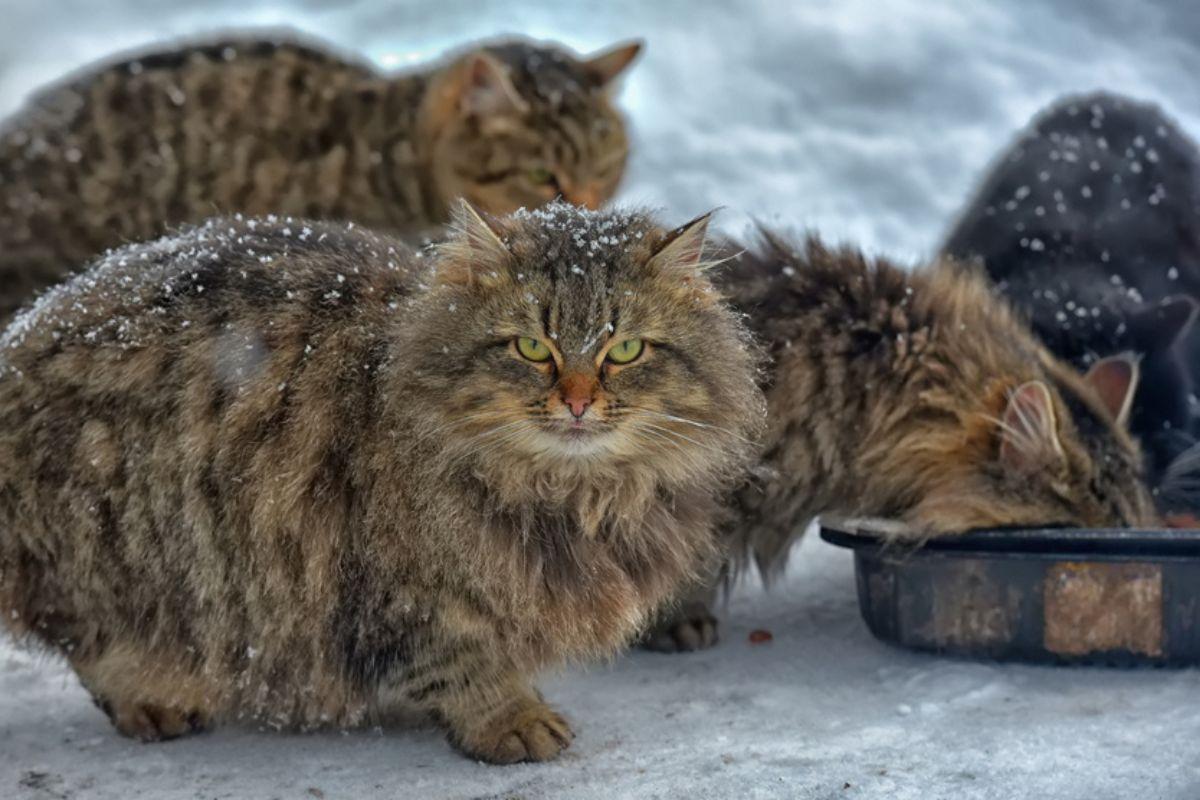 pomoc kotom wolno żyjącym zima