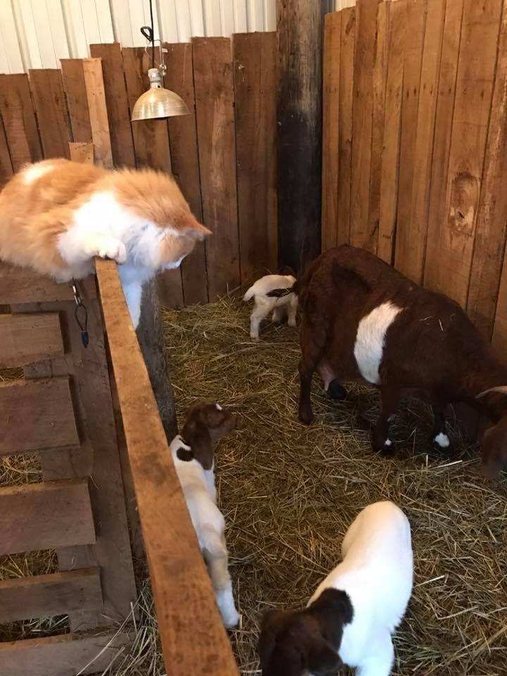kot i kozy na farmie