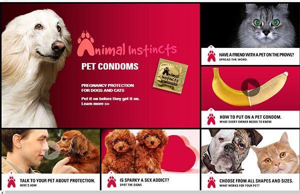 prezerwatywy dla kotów