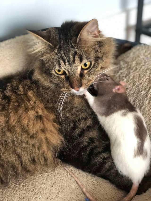 kot i szczur"