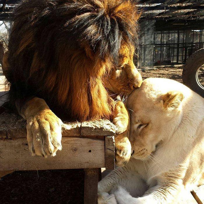 lew i lwica zakochane