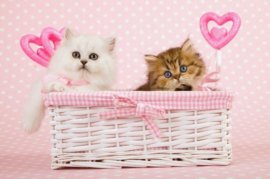 Ciekawostki o kotkach, które cię zaskoczą? Oto kilka ciekawych faktów, w których główną rolę grają samiczki.