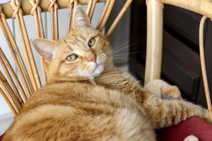 gruby rudy kot leży na krześle