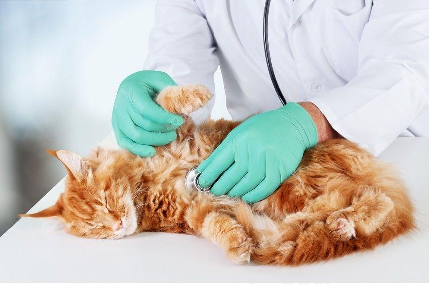 Jakie badania wykonywać kotu? To pytanie zadaje sobie coraz więcej opiekunów, którzy świadomi są wagi profilaktycznych wizyt u weterynarza