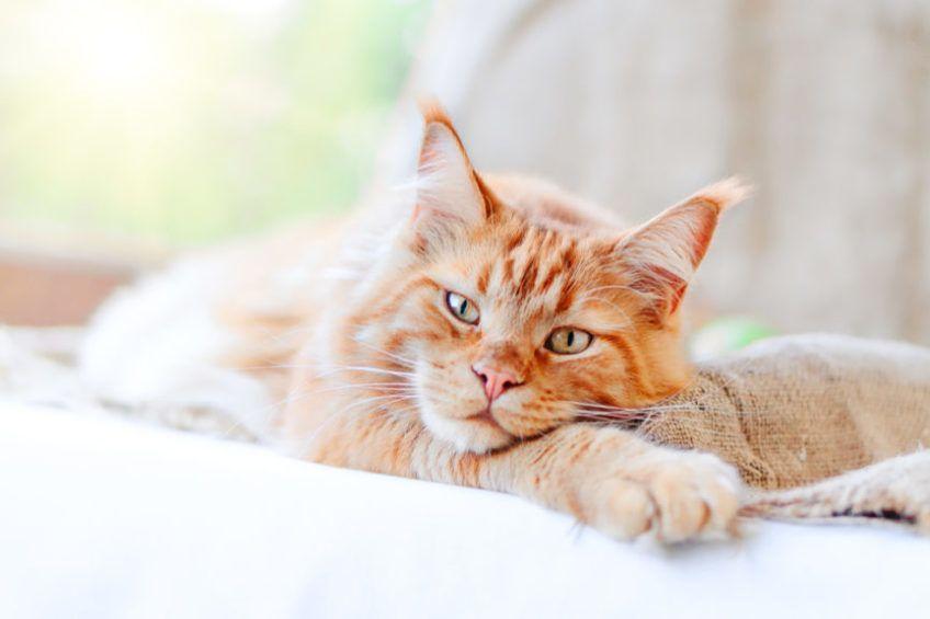 szczęśliwy rudy kot maine coon