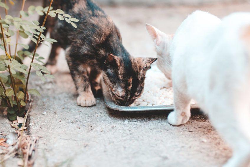 dwa koty jedzą ryż