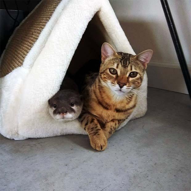 kot i wydra w kocim domku