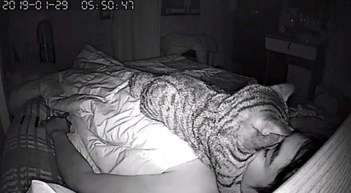 kot śpi na twarzy człowieka