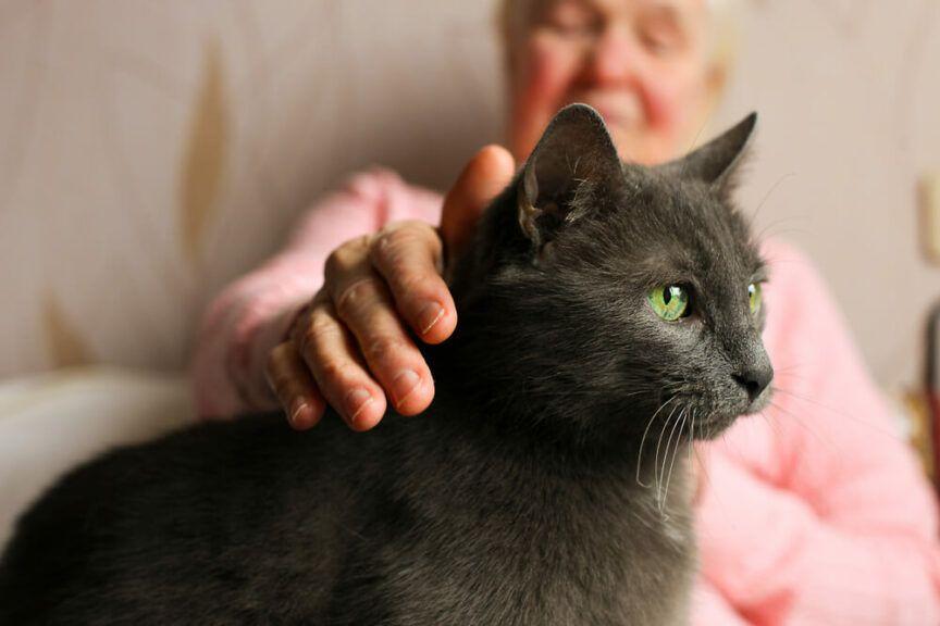 koty dla starszych osób
