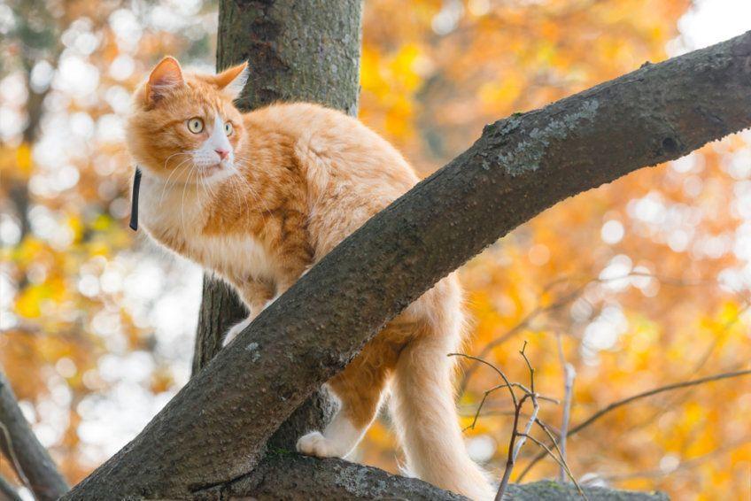 dlaczego kot wchodzi na drzewo