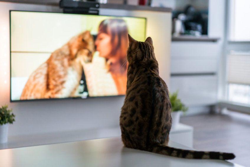 kot ogląda telewizję