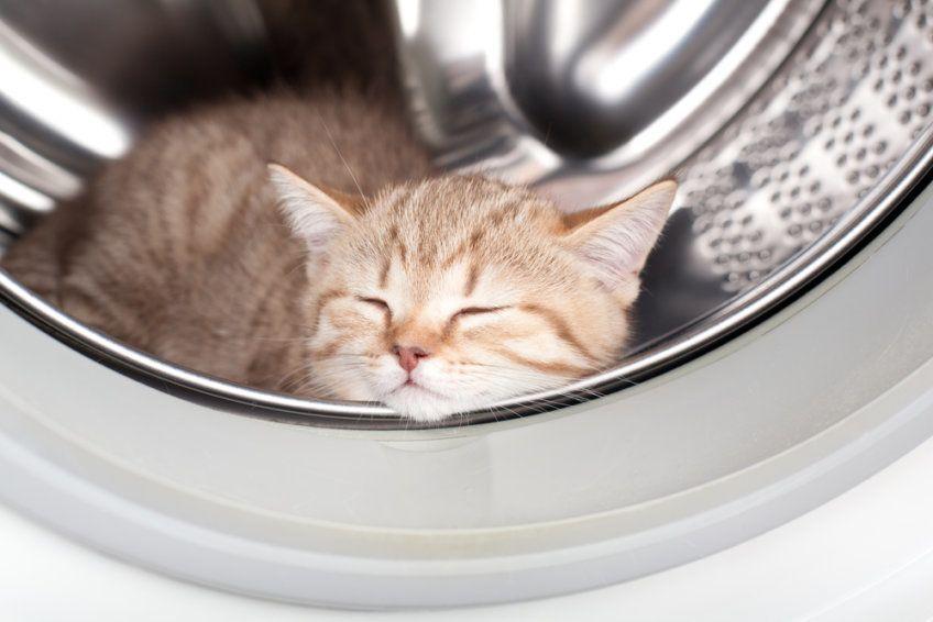 kot śpi w pralce