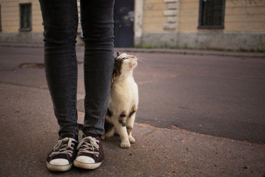 bezdomny kot ociera się o nogi dziewczyny