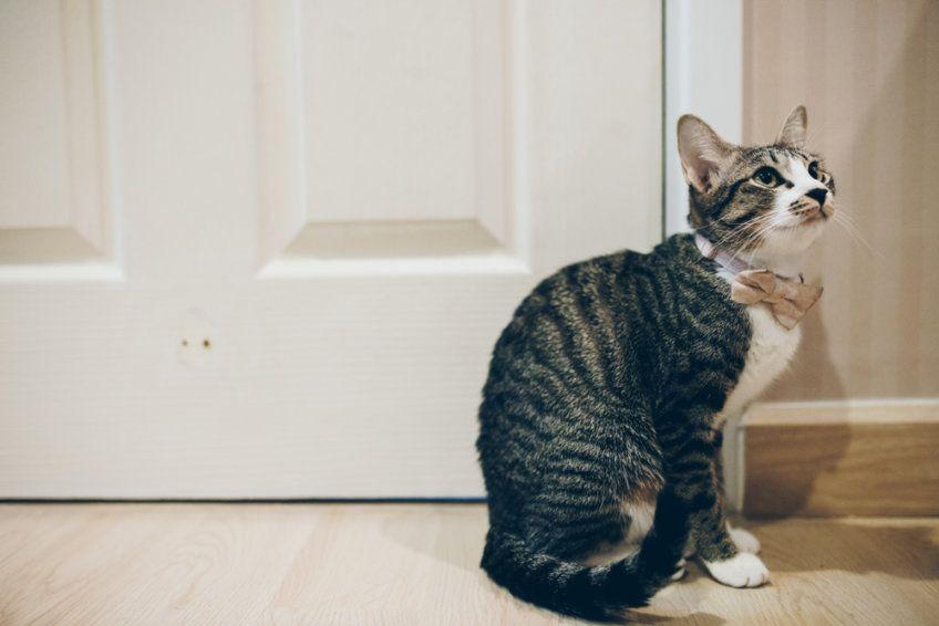 kot siedzi przy drzwiach