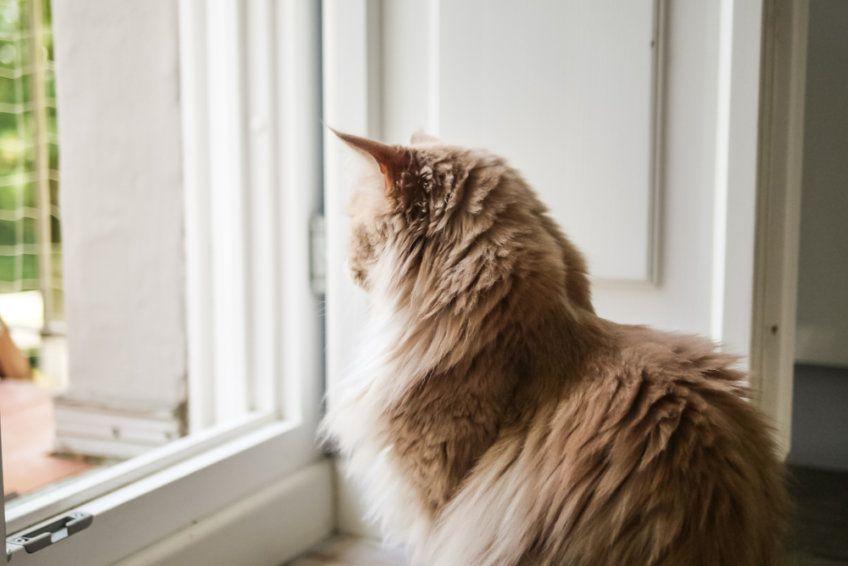 kot czeka przy oknie
