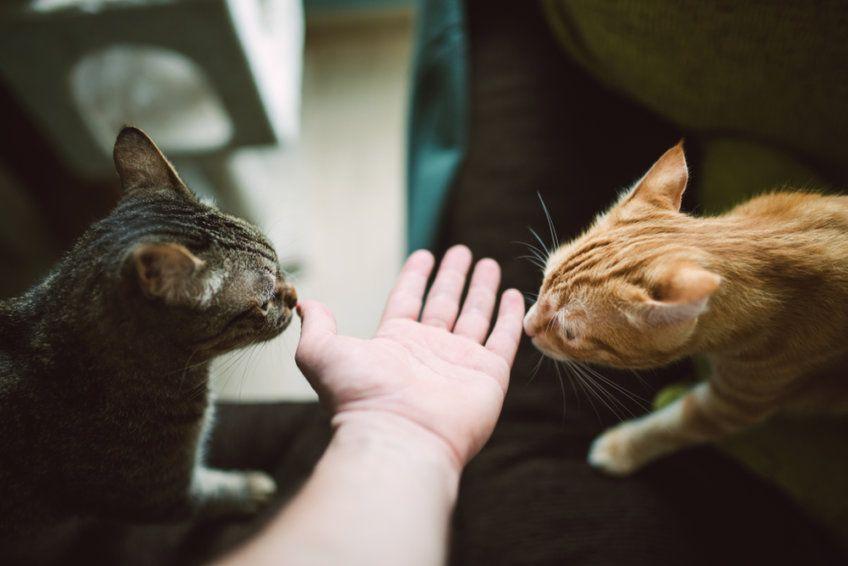 koty wąchają dłoń