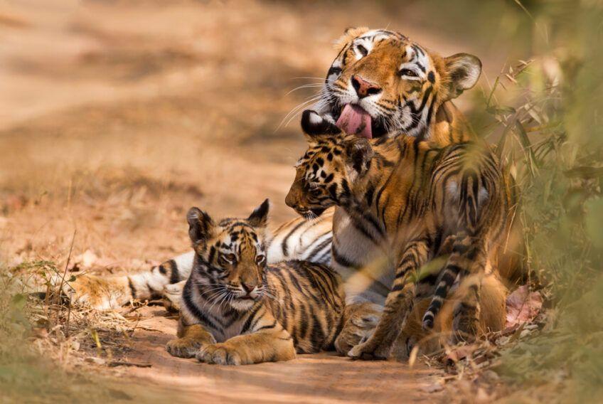 tygrysica z młodymi