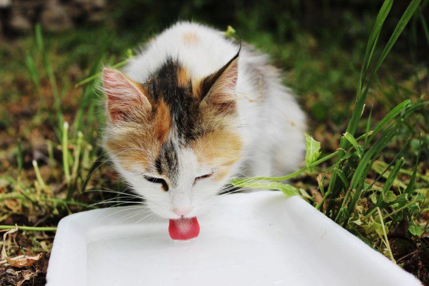 gdy kot pije za dużo wody