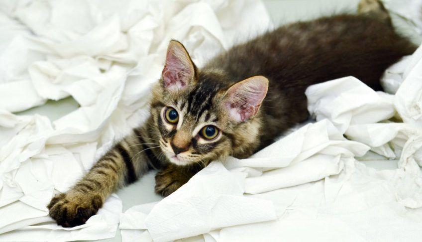 Kotek bawi się papierem toaletowym