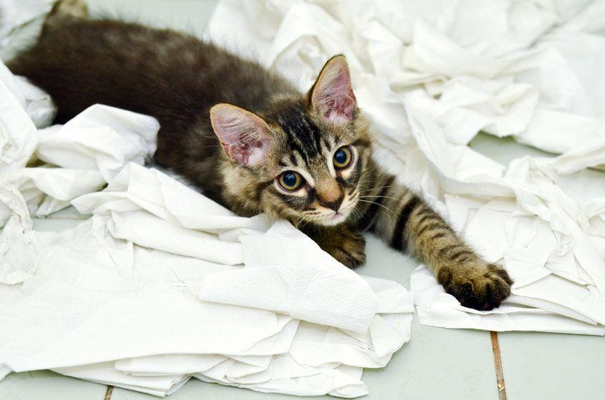mały kotek i papier toaletowy 