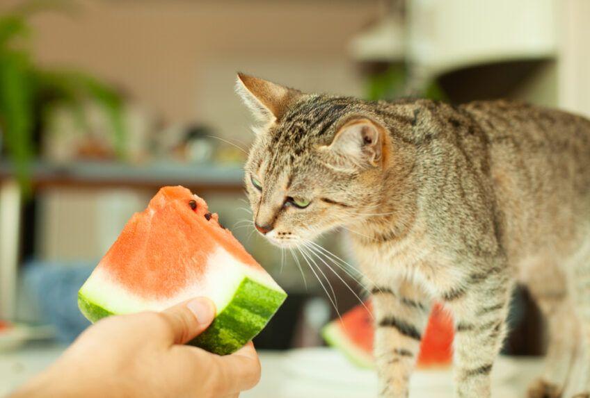 kot wącha arbuza