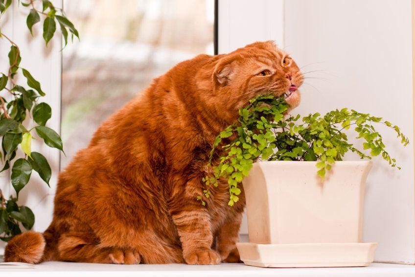 Kot gryzie roślinę