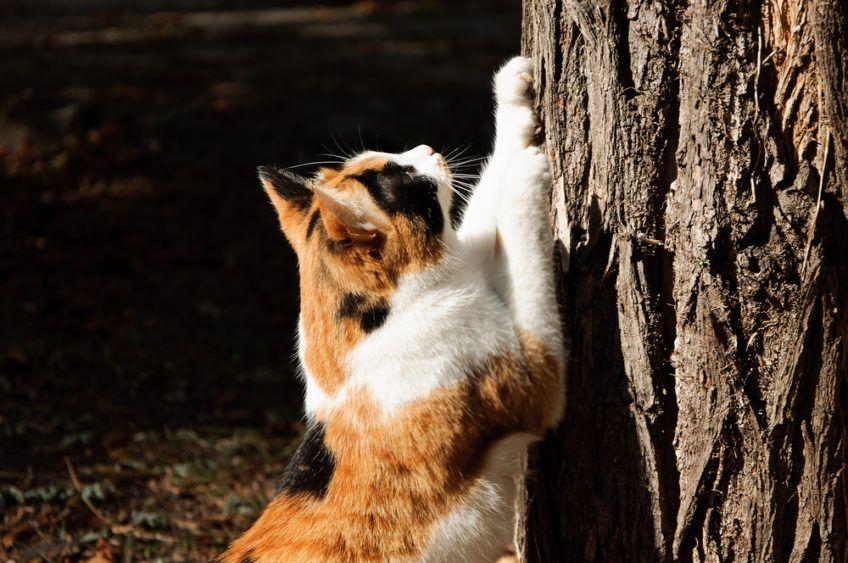 Kot drapie drzewo