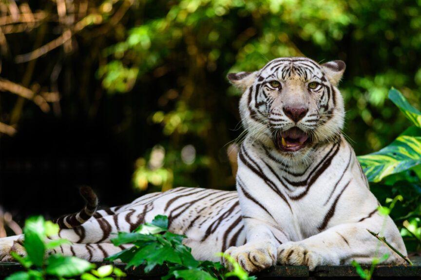 tygrys biały