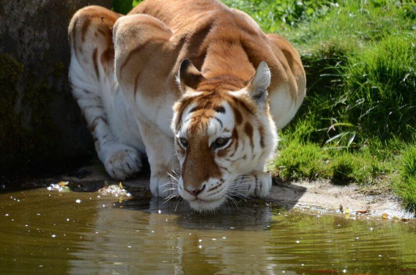 tygrys złoty truskawkowy