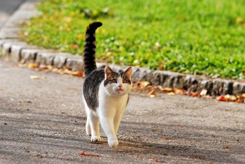spacerujący kot