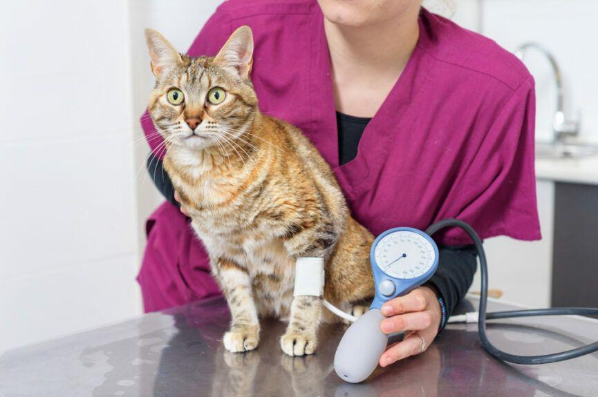ciśnienie krwi u kota