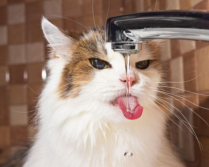 kot pije wodę z kranu