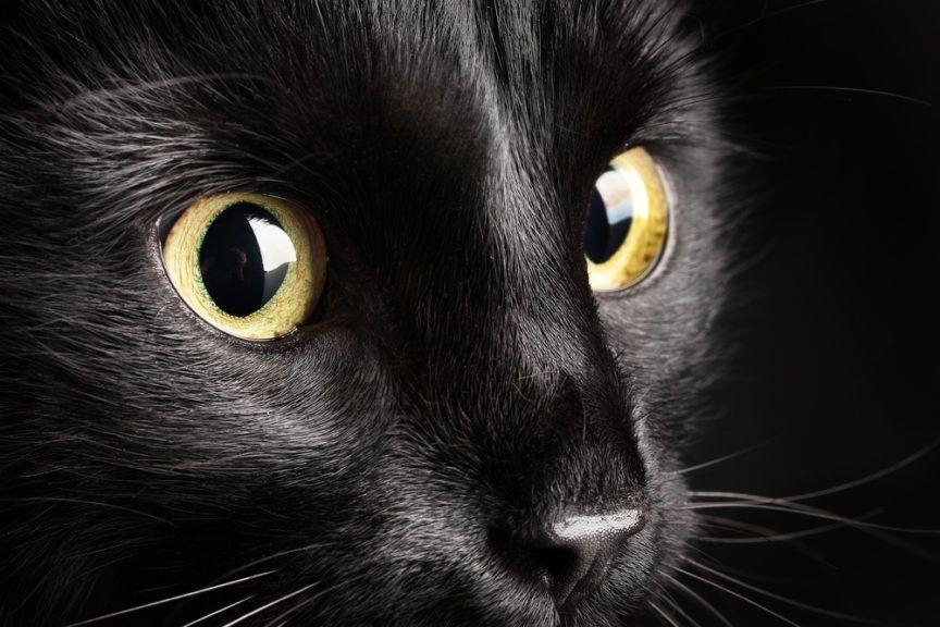 czarny kot portret
