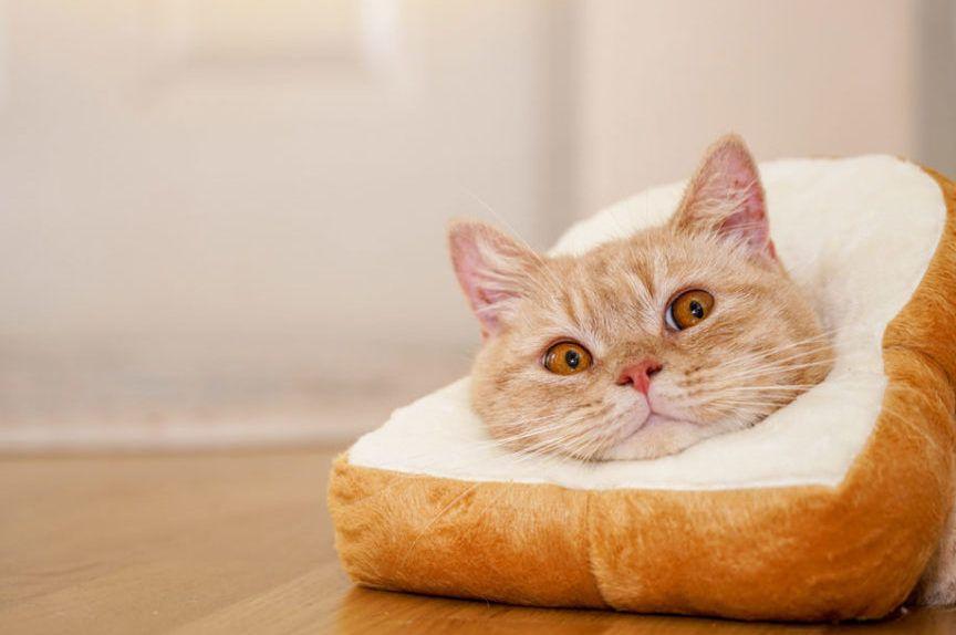 czy koty mogą jeść chleb