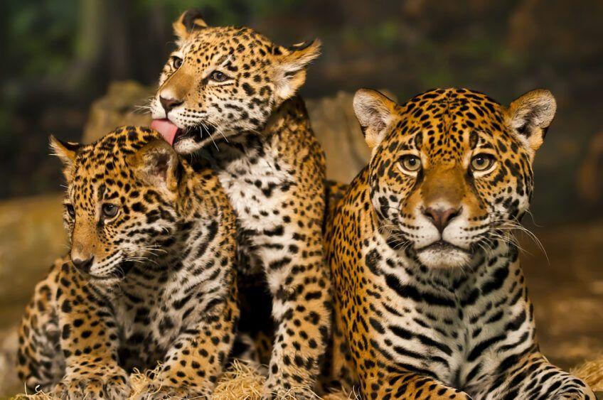 rodzina jaguarów