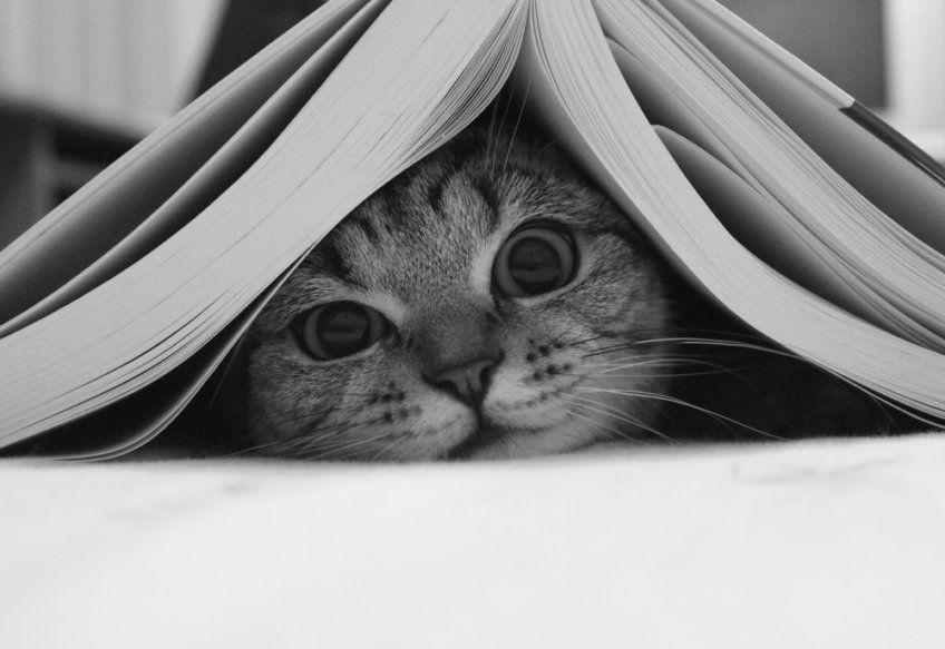 kot czyta