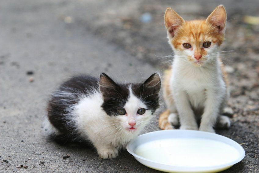 dwa małe kociaki piją mleko