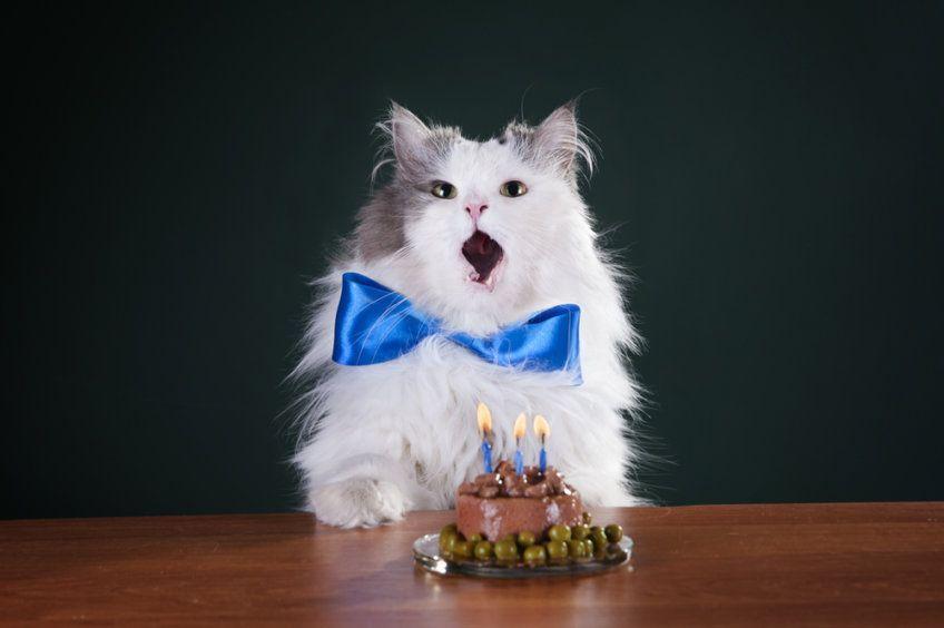 urodziny kota