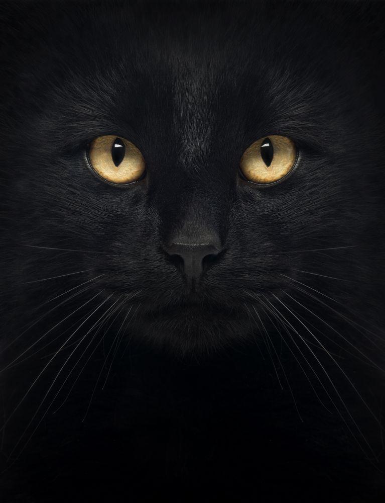 portret czarnego kota