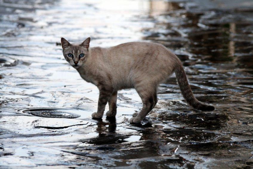 kot podczas powodzi