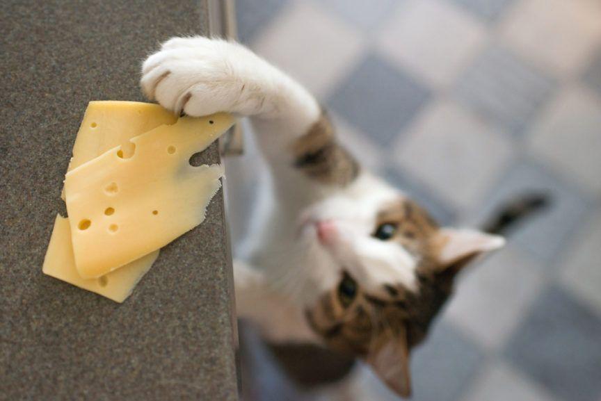 Dlaczego koty uwielbiają produkty mleczne